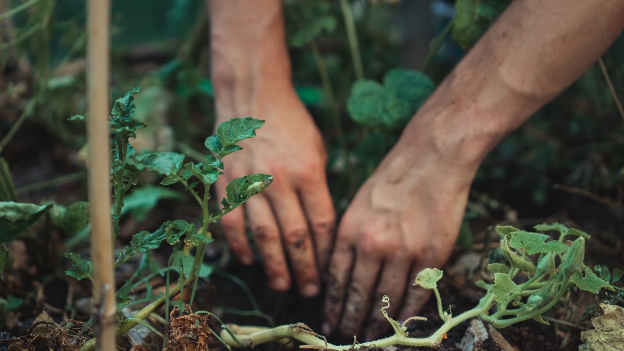 Hands working the soil among allotment plants